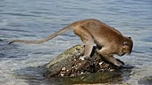 Macaque using tool