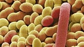 Yoghurt bacteria, SEM