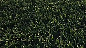 Drone flying over corn plants