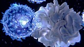 Immune system antigen-presenting cells