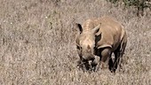 White rhino calf grazing