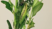 Box tree moth emerging from chrysalis, time-lapse footage