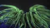Snakelocks anemone fluorescence