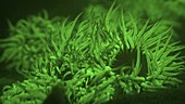 Snakelocks anemones fluorescencing
