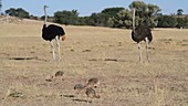 Southern ostrich family