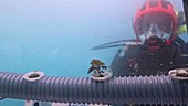 Nemo's Garden diver