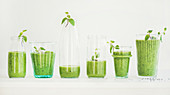 Matcha green vegan smoothie with chia seeds and mint in glasses and bottles, white background