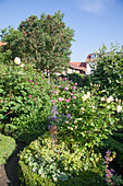 Blühende Rosen im Garten