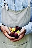 Freshly picked figs in farmers hands