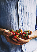 Freshly picked cherry tomatos in farmers hands