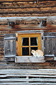Holzhaus mit geöffneten Fensterläden, Katze auf Fensterbank
