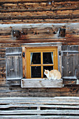 Wooden house with open shutters and cat on window sill