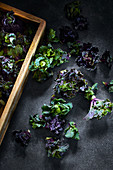 Flower sprouts on a dark surface