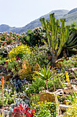 Exotischer Steingarten mit Kakteen und Sukkulenten