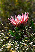 Blüte einer Protea im Garten