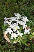 Weiße Rosen und Farn in einem mit weißem Band umwickelten Körbchen