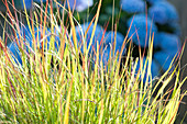 Barley Millet (Panicum Virgatum) In Sunlight