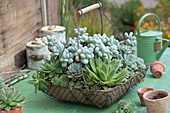 Wire Basket With Succulents