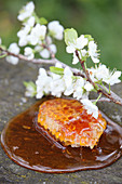 Honeycomb in liquid honey, with a flowering cherry branch