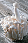 Frische Shimeji-Pilze auf Holzuntergrund