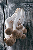 Frische braune Shimeji-Pilze auf Holzuntergrund (Close Up)