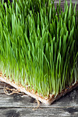 Freshly sprouted wheatgrass