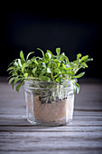 Coriander Cress in a jar