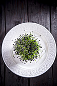 Cress on a white plate