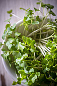 Cress inside a bowl