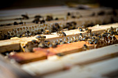 Honigbienen auf Honigwaben