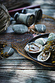 Frische geöffnete Austern mit Algen auf Teller und Fischernetz