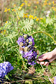 Kranz aus lila Hortensien und schwarzen Johannisbeeren binden