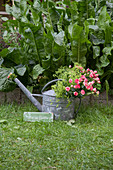 Üppiger Blumenstrauß mit Rosen und Frauenmantel in einer Giesskanne