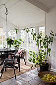 Round table, chairs and houseplants in conservatory