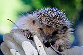 Lebendiger Igel