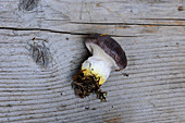 Ein frischer Gelbfuss-Pilz auf Holzuntergrund