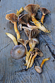 A fresh copper-coloured brown slimecap mushrooms (Chroogomphus Rutilus)