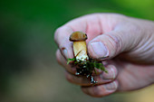 A hand holding a mini chestnut mushroom