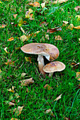Two blusher mushrooms in a meadow