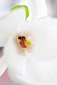 A bee on a white flower