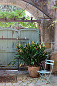 Gartenstuhl vor einer Strelitzie vor einem Tor im mediterranen Hof