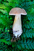 Cep in a wood