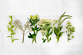 Verschiedene weiße Sommerblumen (u.a. Klee, Schleierkraut, Kamille, Baldrian)