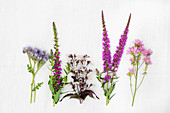 Various purple and pink summer flowers incl. scorpionweed (Phacelia)