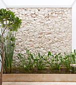 Pflanzen im rechteckigen Teich vor Natursteinmauer und Hauswand