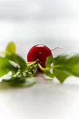 A radish with leaves