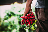 A person holding freshly harvested radishes