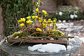 Winterlinge auf Terrassentisch als Frühlingsboten