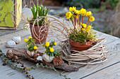 Small table decoration with Winter aconite