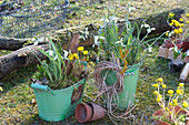 Snowdrops and Winter aconite in green tin containers